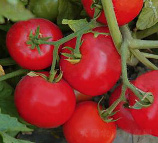 TM194-���ѷN��-�G�x�N�I(y��)