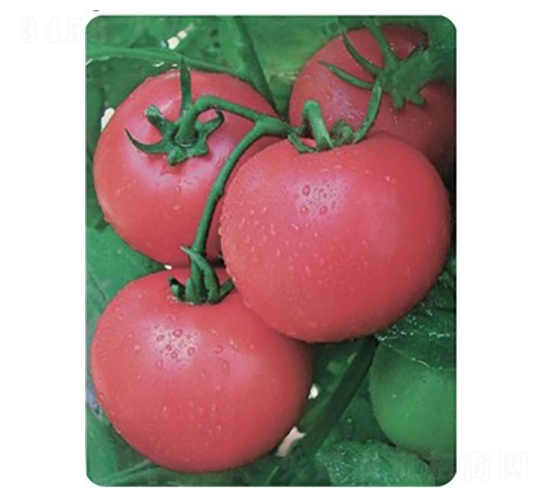 TA10-���ѷN��-�G�x�N�I(y��)