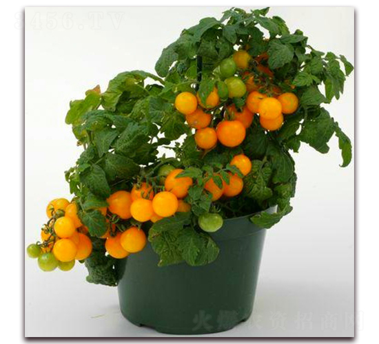 TA05-���ѷN��-�G�x�N�I(y��)