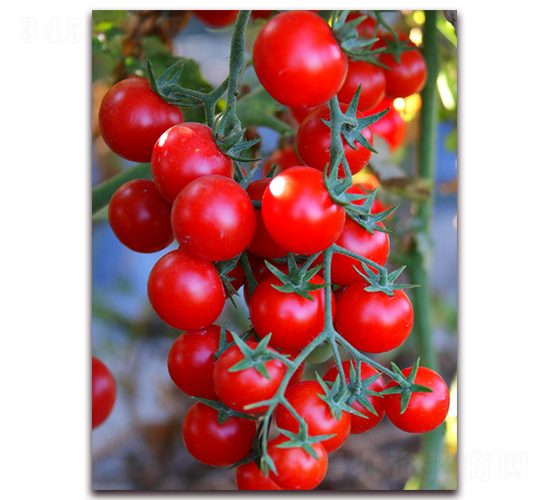 TM808-���ѷN��-�G�x�N�I(y��)