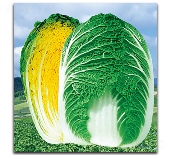 �����Sо��̖-�ײ˷N��-���}�r(n��ng)�I(y��)