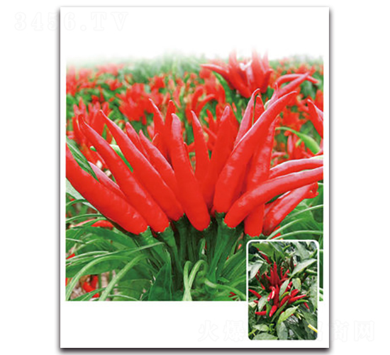 ���3̖(h��o)-�����N��-���}�r(n��ng)�I(y��)