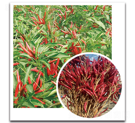 ����5̖(h��o)-�����N��-���}�r(n��ng)�I(y��)