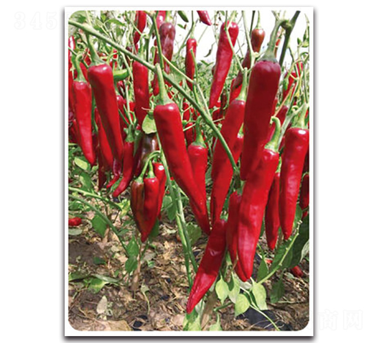 ��G��t-�����N��-���}�r(n��ng)�I(y��)