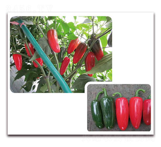 ��GСĴָ-�����N��-���}�r(n��ng)�I(y��)