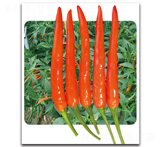 ��G���t-�����N��-���}�r(n��ng)�I(y��)