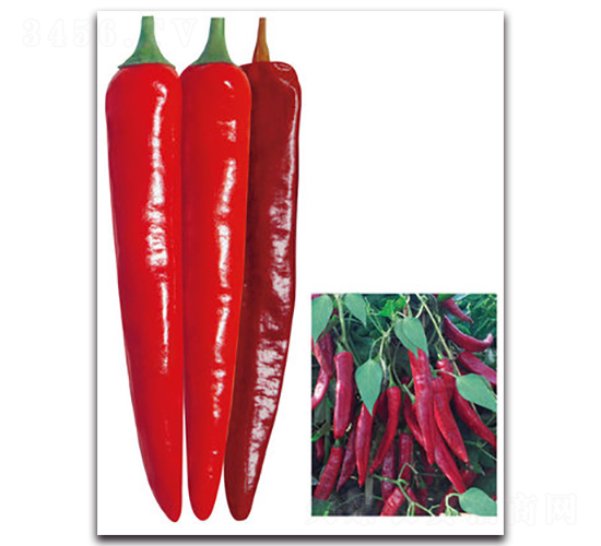 ��G���t-�����N��-���}�r(n��ng)�I(y��)