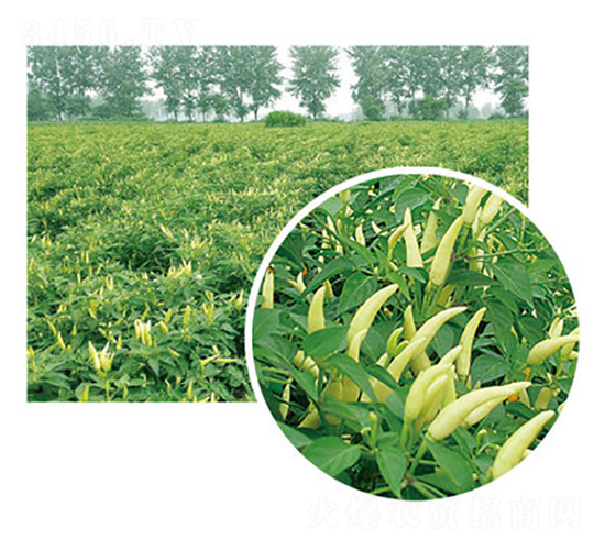 ��G���P��-�����N��-���}�r(n��ng)�I(y��)