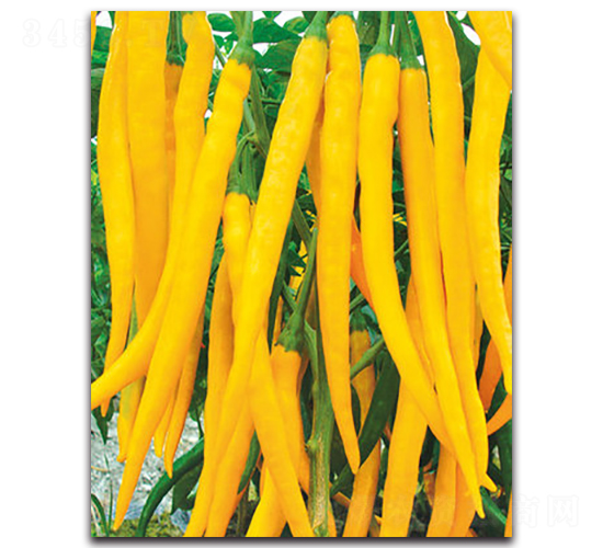 ��G�S���̖(h��o)-�����N��-���}�r(n��ng)�I(y��)