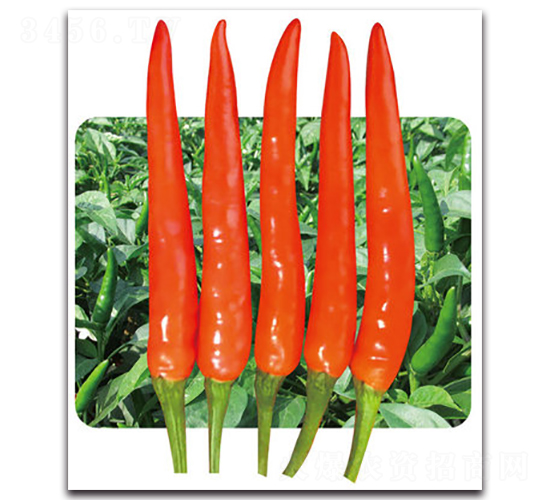 ��G�t��-�����N��-���}�r(n��ng)�I(y��)