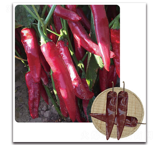 ��G�t��-�����N��-���}�r(n��ng)�I(y��)