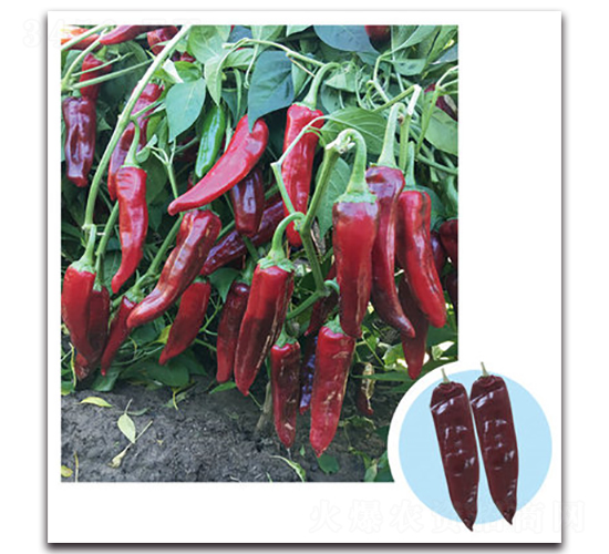 ��G����-�����N��-���}�r(n��ng)�I(y��)