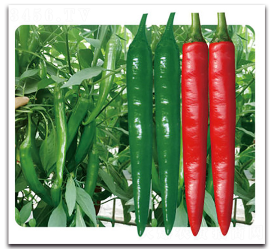 �t��һ̖-�����N��-���}�r(n��ng)�I(y��)