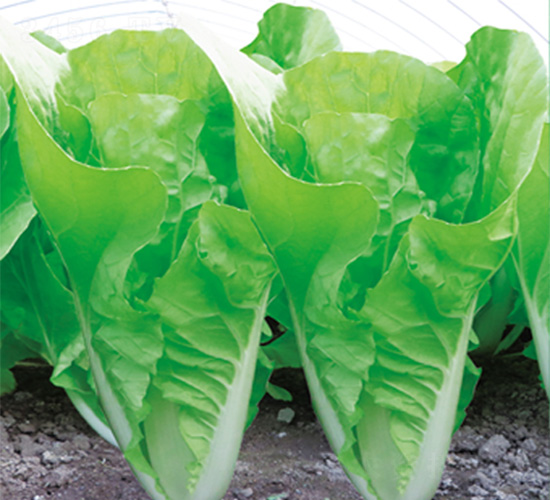 �֠����3̖(h��o)-��˷N��-�֠��r(n��ng)�I(y��)