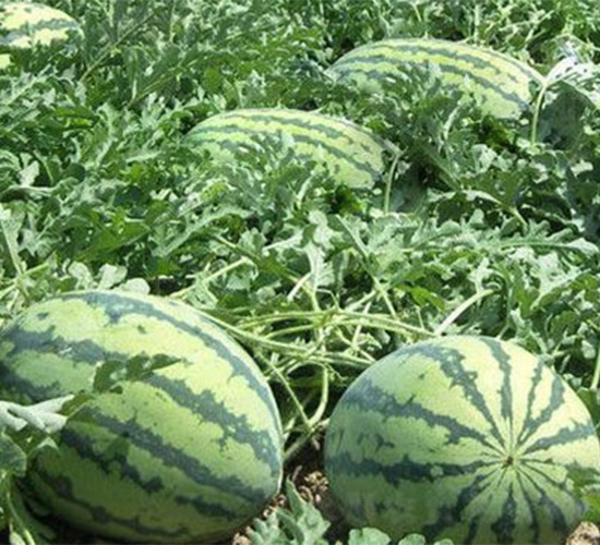 CRIMSONBOY-���ϷN��-���S�r(n��ng)�I(y��)