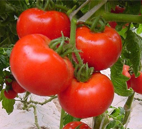 NA105-���ѷN��-���S�r(n��ng)�I(y��)