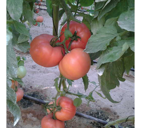 ���S006-���ѷN��-���S�r�I(y��)