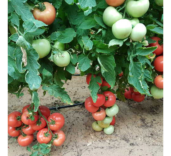 ���S005-���ѷN��-���S�r(n��ng)�I(y��)