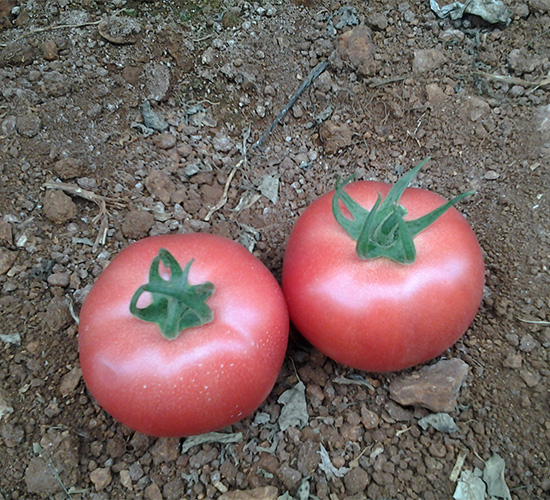 ���S004-���ѷN��-���S�r(n��ng)�I(y��)