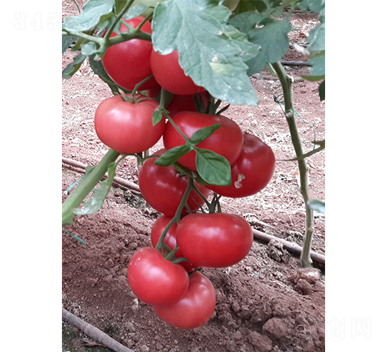 ���S003-���ѷN��-���S�r(n��ng)�I(y��)