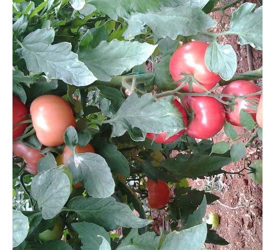 ���S002-���ѷN��-���S�r(n��ng)�I(y��)