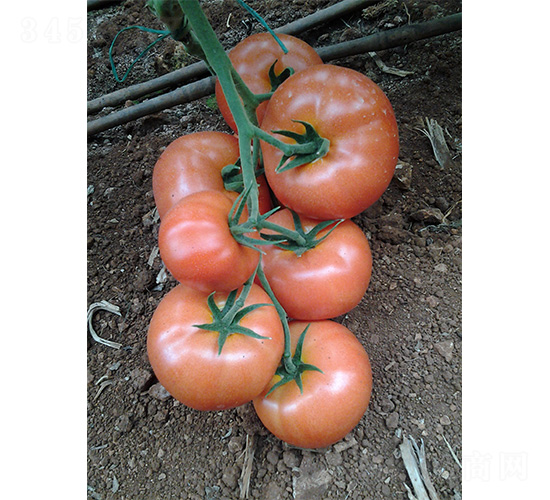 ���S001-���ѷN��-���S�r(n��ng)�I(y��)