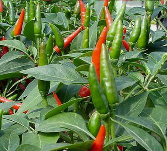 JETHOT2-�����N��-���S�r(n��ng)�I(y��)