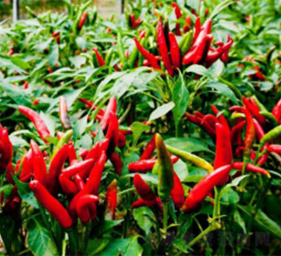 JETHOT162-�����N��-���S�r(n��ng)�I(y��)