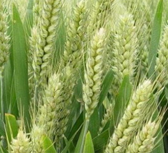 ����668-С���N��-���S�r(n��ng)�I(y��)