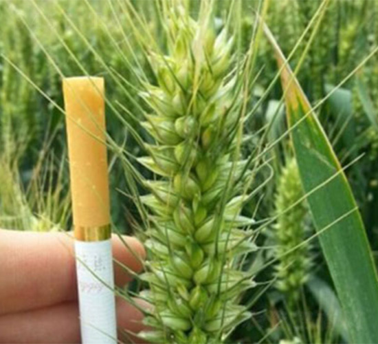 ���r(n��ng)160-С���N��-���S�r(n��ng)�I(y��)