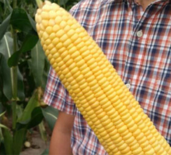 NEW1066-���׷N��-���S�r(n��ng)�I(y��)