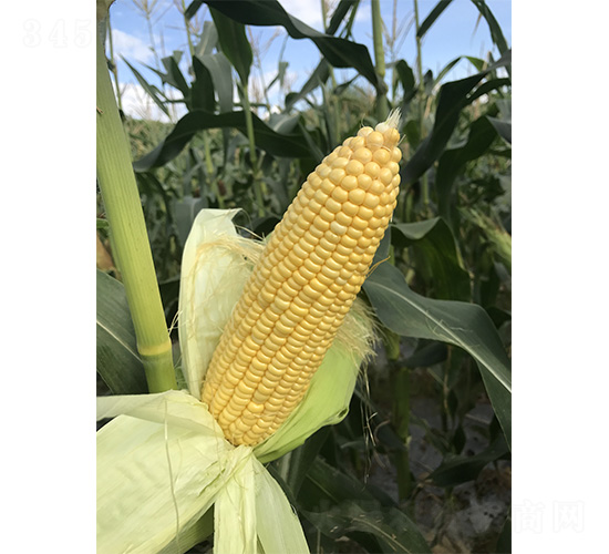 1076-���׷N��-���S�r(n��ng)�I(y��)