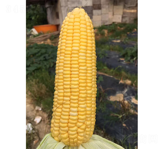 1078-���׷N��-���S�r(n��ng)�I(y��)