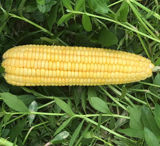 �S��1̖-���׷N��-���S�r(n��ng)�I(y��)