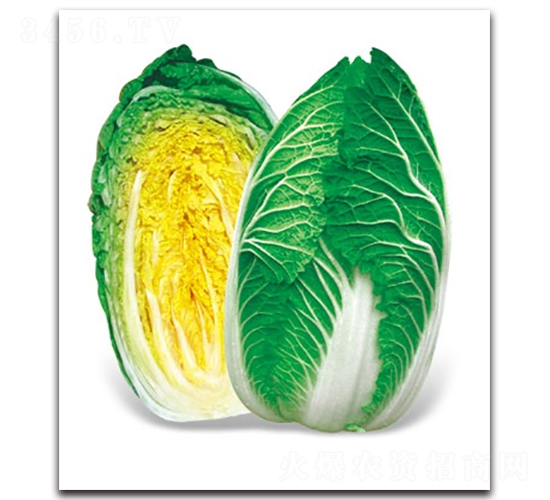 ������-��ײ˷N��-����N�I(y��)