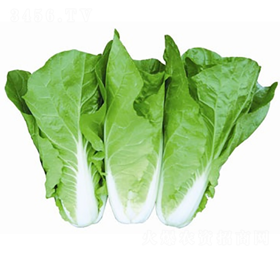 ���6̖(h��o)-��ײ˷N��-����N�I(y��)