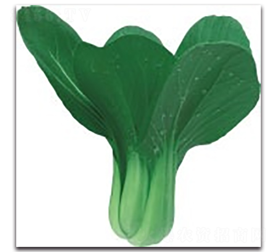 ����3̖-�๣�˷N��-����N�I(y��)