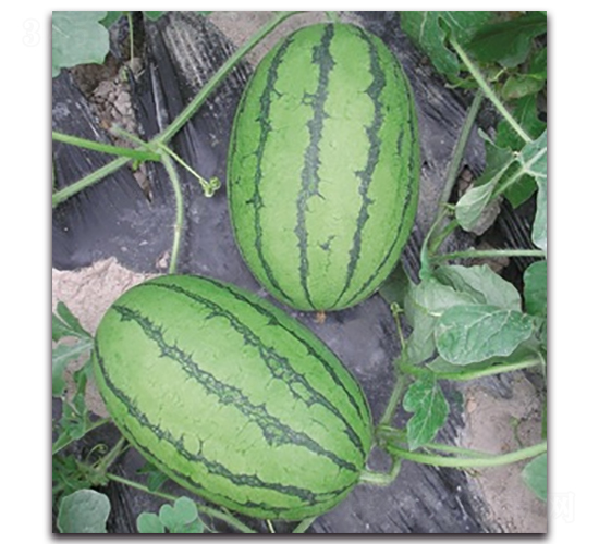 ������-���ϷN��-����N�I(y��)