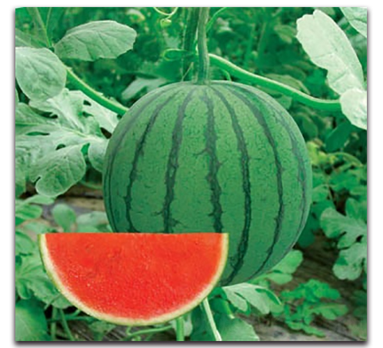 ����-���ϷN��-����N�I(y��)