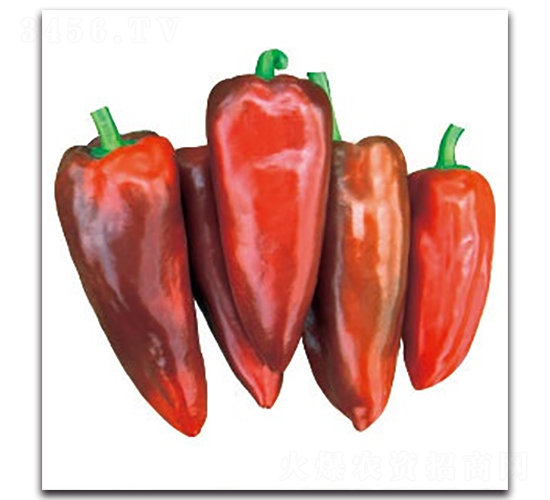 �ݽ�295-�����N��-����N�I(y��)