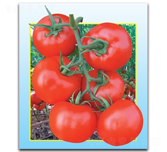 ��ӯެ��-���ѷN��-����N�I(y��)