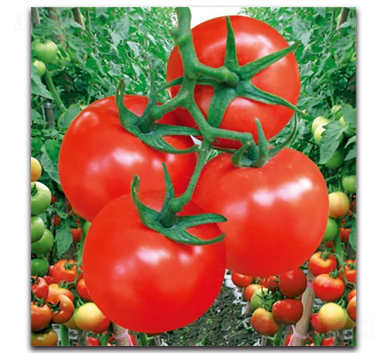 �t����t����-���ѷN��-����N�I(y��)