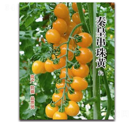 �ػʴ����SF1-���ѷN��-�ػ�