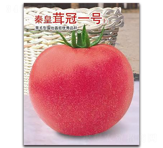 �ػ��׹�һ̖F1-���ѷN��-�ػ�