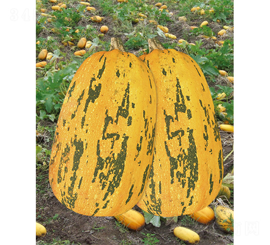 ����707-�ϹϷN��-����