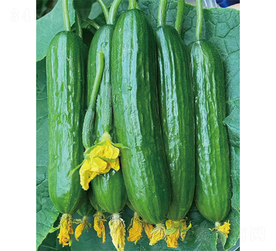 ��DV-66-�S�ϷN��-����