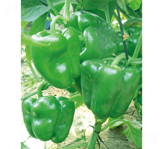 �׽�һ̖(h��o)-�����N��-����