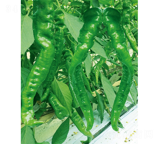 �׽���̖-�����N��-����