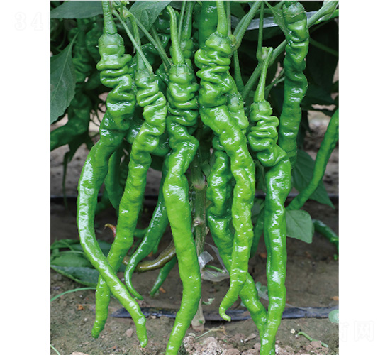 �׽�ʮ̖(h��o)-�����N��-����