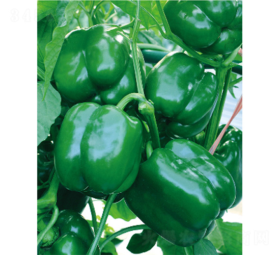 �׽�231-�����N��-����